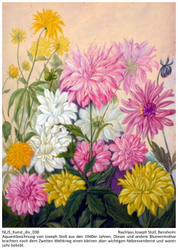 Aquarellzeichnung von Joseph Stoll aus den 1940er Jahren, Dieses und andere Blumenmotive brachten nach dem Zweiten Weltkrieg einen kleinen aber wichtigen Nebenverdienst und waren sehr beliebt. Kennung: NLJS_Kunst_div_038.